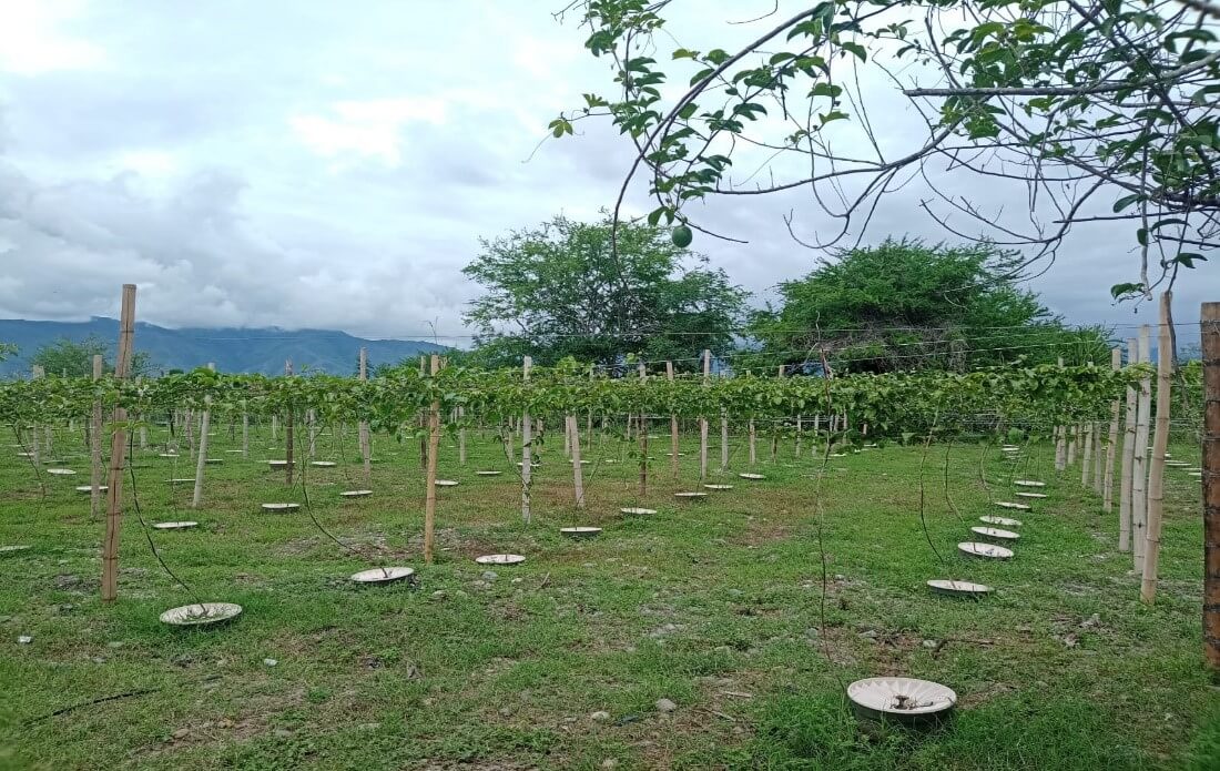 ASOPATIANOS Community