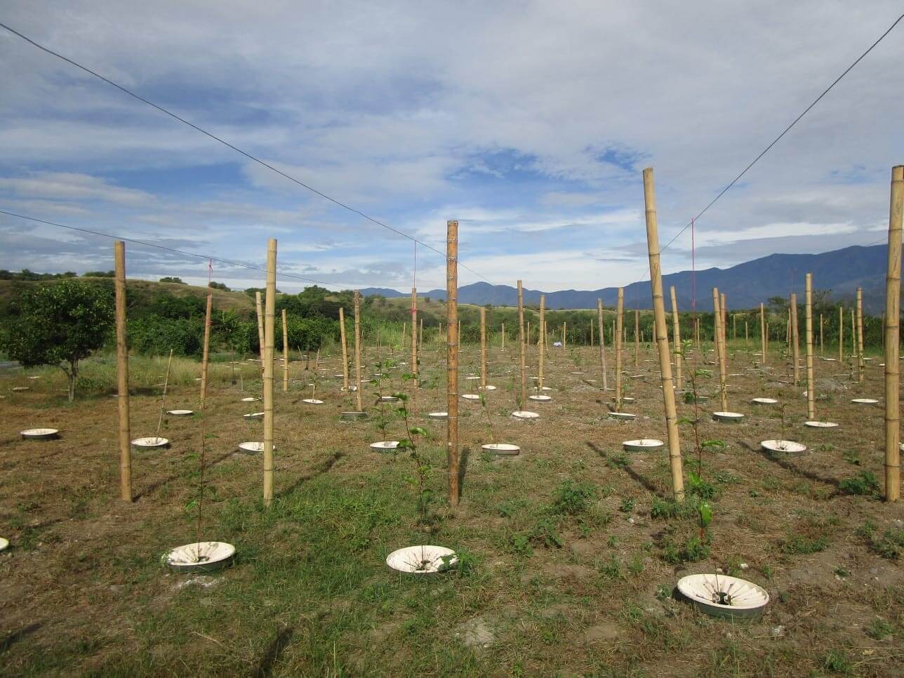 ASOPATIANOS Community